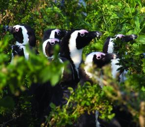 A colony of African penguins (C) Anthony Brown